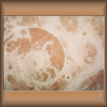 Rosa Fossile